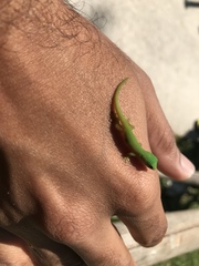 Phelsuma andamanensis