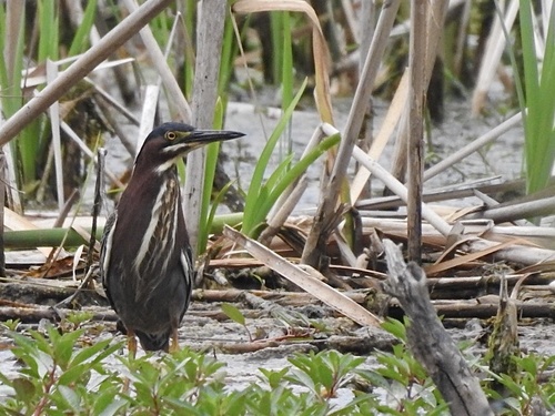 Green Heron photographed in Kentucky