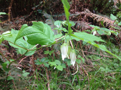 Prosartes smithii