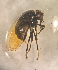 Minettia longipennis