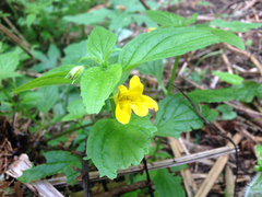 Erythranthe dentata