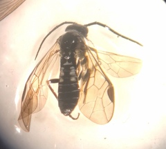 Empria