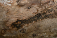 Miniopterus natalensis