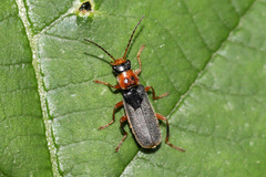 Cantharis lateralis