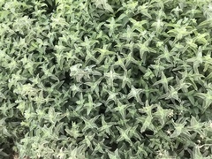 Mentha longifolia asiatica