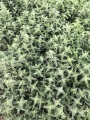 Mentha longifolia asiatica