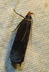 Dichomeris purpureofusca