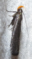 Dichomeris purpureofusca