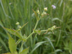 Geum × catlingii
