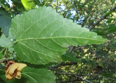 Dombeya tiliacea