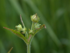 Geum × catlingii