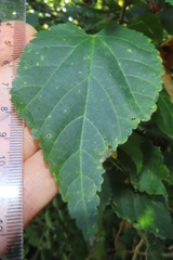 Dombeya tiliacea
