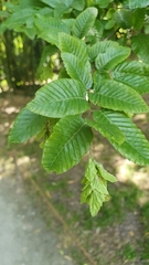 Carpinus orientalis