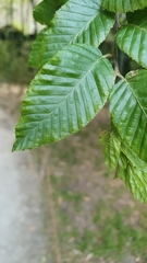Carpinus orientalis