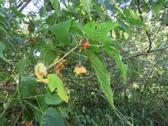 Dombeya tiliacea