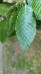 Carpinus orientalis
