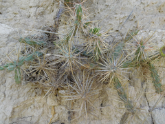 Cylindropuntia davisii