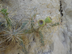 Cylindropuntia davisii