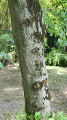 Carpinus orientalis