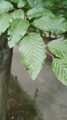 Carpinus orientalis