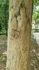 Carpinus orientalis