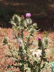 Cirsium vulgare