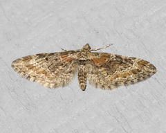 Eupithecia rotundopuncta