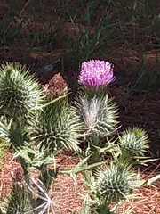 Cirsium vulgare