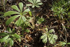 Potentilla humifusa