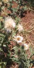 Cirsium vulgare