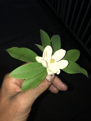 Magnolia virginiana
