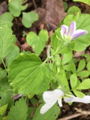 Viola canadensis canadensis