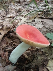 Russula paludosa