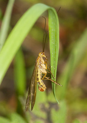 Brachypanorpa oregonensis