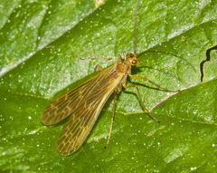 Brachypanorpa oregonensis