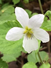 Viola canadensis canadensis