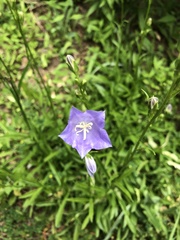 Campanula persicifolia