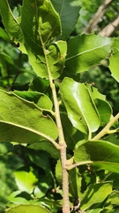 Quercus coccifera