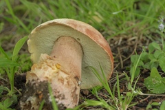 Boletus subcaerulescens