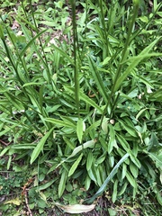 Campanula persicifolia