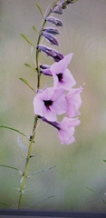 Sesamum triphyllum triphyllum