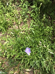 Campanula persicifolia