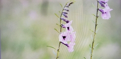 Sesamum triphyllum triphyllum