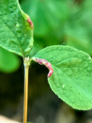 Phyllocoptes triacis