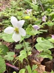 Viola canadensis canadensis