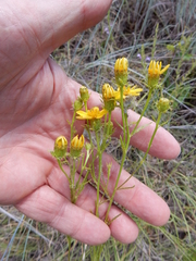 Dysodiopsis tagetoides