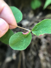 Phyllocoptes triacis