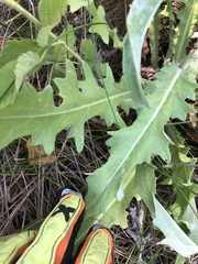 Cirsium douglasii