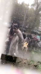 Araneus diadematus
