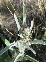 Cirsium douglasii